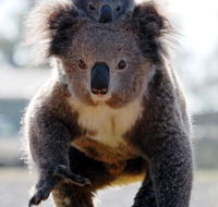 Koalas in Gunnedah - Accommodation Sunshine Coast