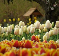 Tulip Top Gardens - Accommodation Sunshine Coast