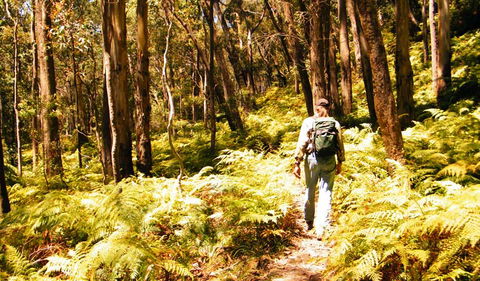 Federal Pass - Accommodation Sunshine Coast 0