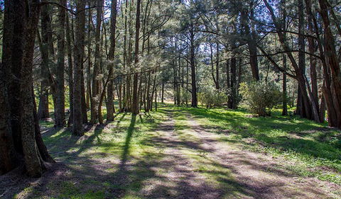 Wombeyan Waterfall Walking Track - Accommodation Sunshine Coast 0