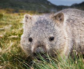 Kosciuszko National Park - Accommodation Sunshine Coast 1