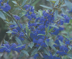 Kalamunda National Park - Accommodation Sunshine Coast 2