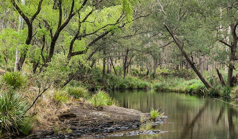 Koreelah National Park - Accommodation Sunshine Coast 1