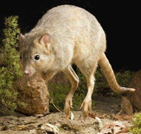 Kanyana Wildlife Rehabilitation Centre - Accommodation Sunshine Coast