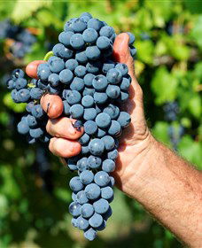 Stonehurst Cedar Creek Vineyard - Accommodation Sunshine Coast 5