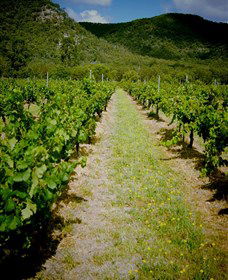 Gartelmann Wines - Accommodation Sunshine Coast 0