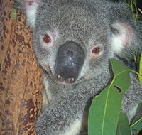 Hunter Valley Zoo - Accommodation Sunshine Coast