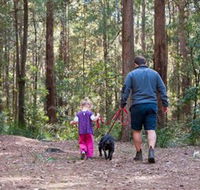 Olney State Forest - Watagan Mountains - Accommodation Sunshine Coast