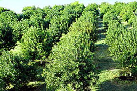MacNuts WA Shop And Factory - Accommodation Sunshine Coast 1