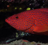 Maori Wrasse Bommie Dive Site - Accommodation Sunshine Coast
