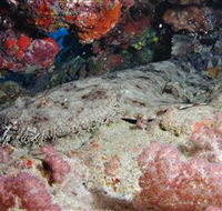 Lighthouse Bommies Dive Site - Accommodation Sunshine Coast
