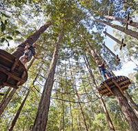 TreeTop Adventure Park Central Coast - Accommodation Sunshine Coast