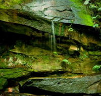 Strickland State Forest - Accommodation Sunshine Coast