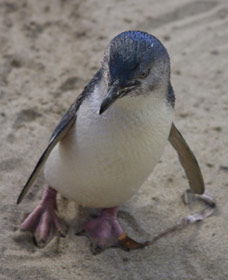 Penguin Island Boardwalks And Walk Trail - Accommodation Sunshine Coast 0