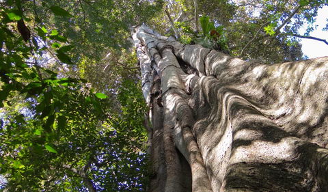 Moore Park Nature Reserve - Accommodation Sunshine Coast 1