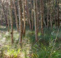 Anabranch loop track - Accommodation Sunshine Coast