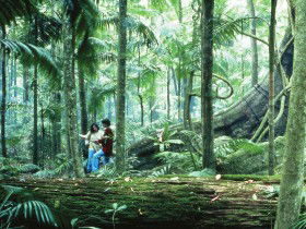 Binna Burra QLD Accommodation Sunshine Coast