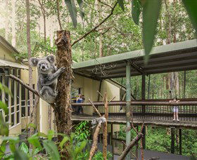 Daisy Hill Koala Centre - Accommodation Sunshine Coast 0