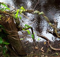 Mogo Bushwalk - Accommodation Sunshine Coast