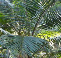 Bangalore Falls walking track - Accommodation Sunshine Coast