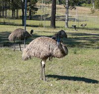 Glen Ian Ostrich and Emu Farm - Accommodation Sunshine Coast