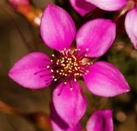 Flora - Accommodation Sunshine Coast