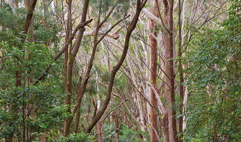 Ulidarra National Park - Accommodation Sunshine Coast 1