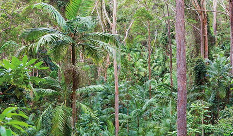 Ulidarra National Park - Accommodation Sunshine Coast 3