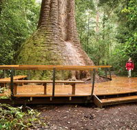 Burrawan State Forest - Accommodation Sunshine Coast