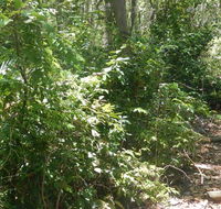 Bridle trail