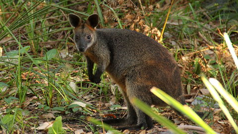 Mimosa Rocks National Park - Accommodation Sunshine Coast 1