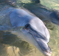 Dolphins of Monkey Mia - Accommodation Sunshine Coast