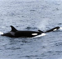 Killer Whale Trail