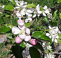 Avro Park Orchards - Accommodation Sunshine Coast