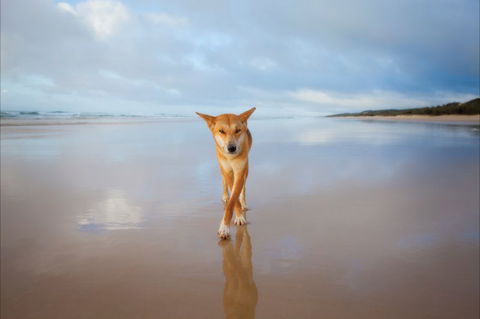 Fraser Island Adventure Tours - Accommodation Sunshine Coast 4