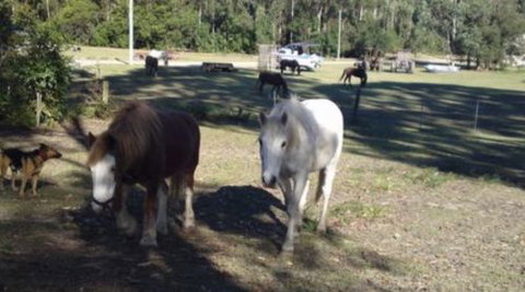AAA Horse Riding & More - Accommodation Sunshine Coast 2