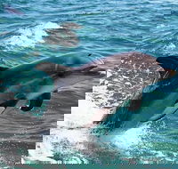 Half-Day Mandurah Canals  Dolphin Watch Tour - Accommodation Sunshine Coast
