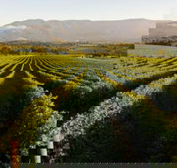 Half-Day Swan Valley Walk  Fruit Orchard - Accommodation Sunshine Coast