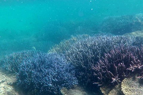 Abrolhos Island Half Day Fly And Flipper - Accommodation Sunshine Coast 1