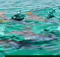 Swim with Dolphins Day Trip from Perth - Accommodation Sunshine Coast