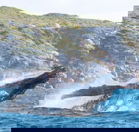 Jet Boat Whale Watching Safari from Dunsborough - Accommodation Sunshine Coast