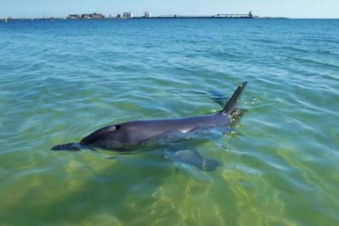 Bunbury Dolphins Discovery Tour - Fly From Perth - Accommodation Sunshine Coast 2