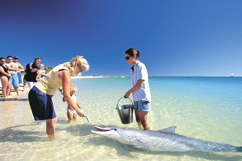 Bunbury Dolphins Discovery Tour - Fly From Perth - Accommodation Sunshine Coast 3