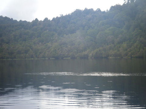 Gordon River Cruise Departing From Strahan - Accommodation Sunshine Coast 23