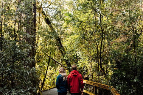 Gordon River Cruise Departing From Strahan - Accommodation Sunshine Coast 31