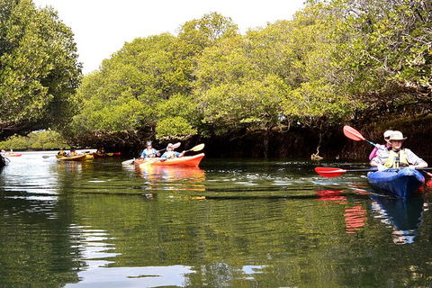 Adelaide Dolphin Sanctuary And Ships Graveyard Kayak Tour - Accommodation Sunshine Coast 8