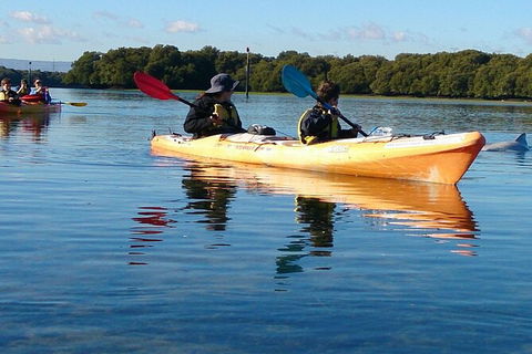 Adelaide Dolphin Sanctuary And Ships Graveyard Kayak Tour - Accommodation Sunshine Coast 3