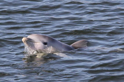 Adelaide Dolphin Sanctuary And Ships Graveyard Kayak Tour - Accommodation Sunshine Coast 6