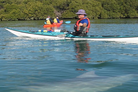 Adelaide Dolphin Sanctuary And Ships Graveyard Kayak Tour - Accommodation Sunshine Coast 5