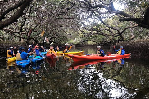 Adelaide Dolphin Sanctuary And Ships Graveyard Kayak Tour - Accommodation Sunshine Coast 10